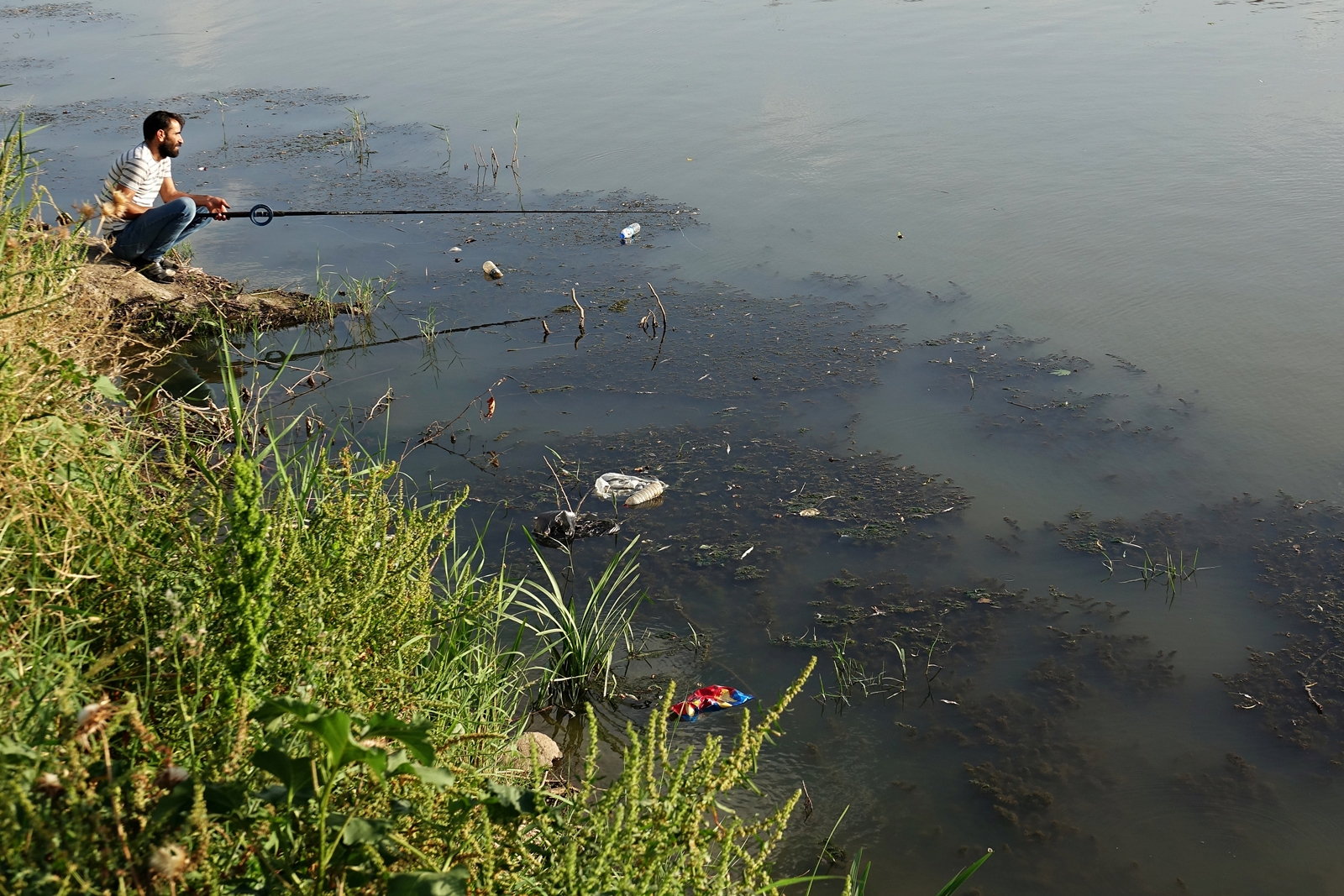 Diyarbakır’da Dicle nehrinde toplu hayvan ölümleri endişe yaratıyor!