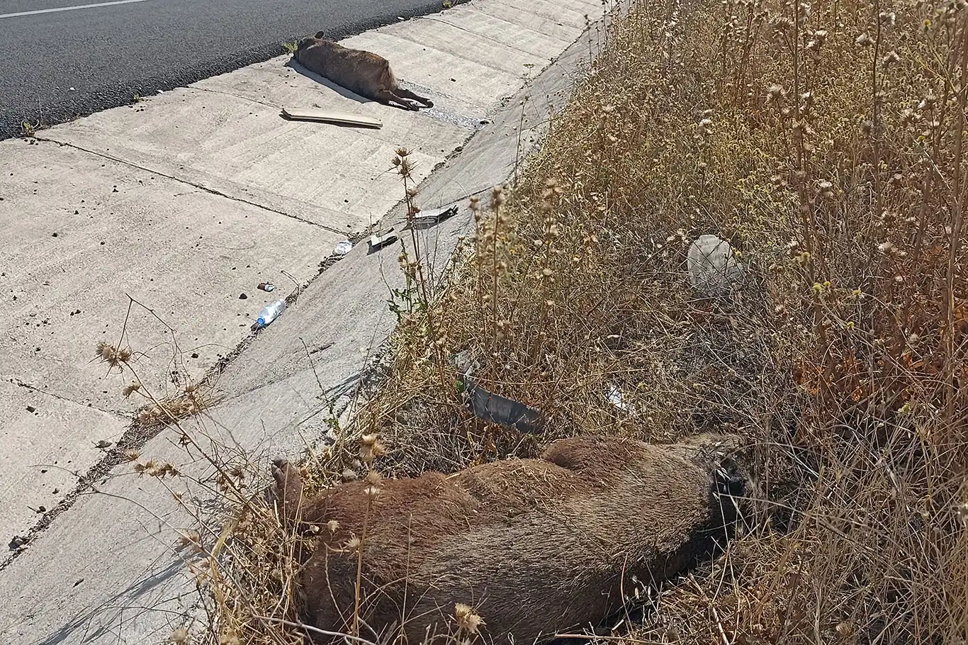 Diyarbakır’da yol kenarında telef olmuş 2 domuz bulundu