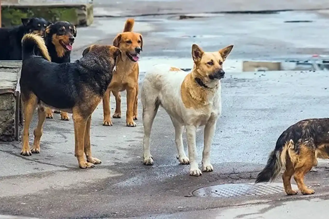 Bakan: Başıboş köpeklere karşı tedbir alınması zorunluluğu görmezden gelinemez